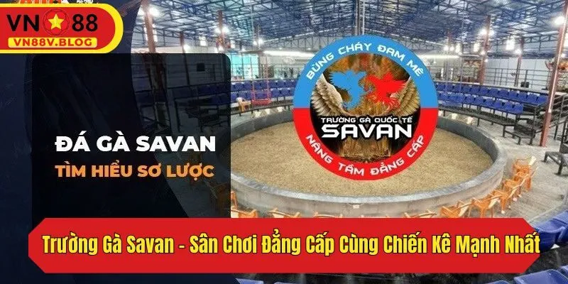 Trường Gà Savan – Sân Chơi Đẳng Cấp Cùng Chiến Kê Mạnh Nhất